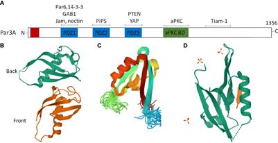 Dual Function of Par3 in Tumorigenesis